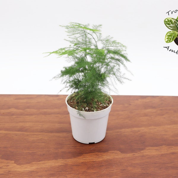 Plumosa Fern - 3''  from  Tropical Ambiance