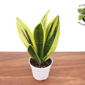 Sansevieria Gold Flame - 4'' from Tropical Ambiance