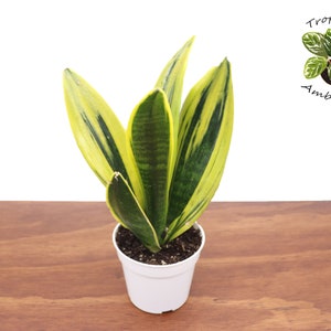 Sansevieria Gold Flame - 4&#39;&#39; from Tropical Ambiance