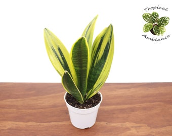 Sansevieria Gold Flame - 4'' from Tropical Ambiance