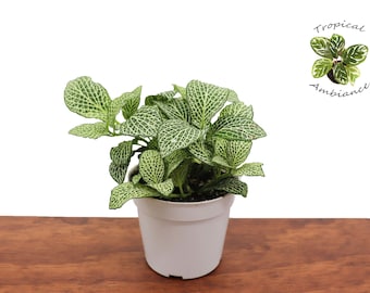 White Nerve Fittonia - 2" from Tropical Ambiance