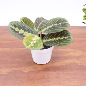 Red Maranta Prayer Plant - 4" from Tropical Ambiance