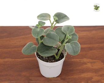 Peperomia Incana -4'' from Tropical Ambiance