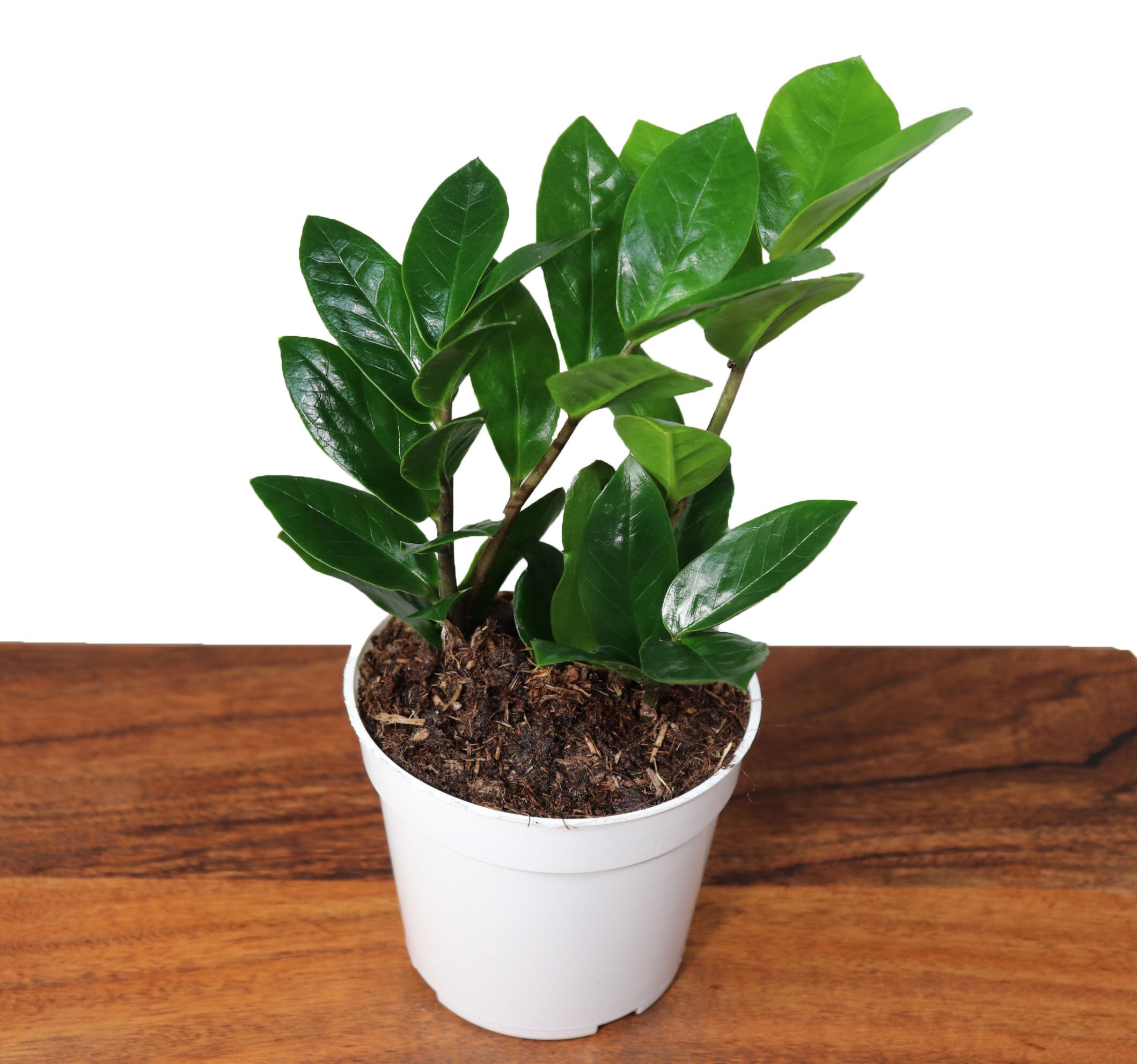 Zamioculcas zamiifolia (ZZ plant) 4 inch plant