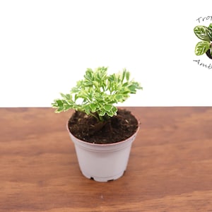 Variegated  Ming Aralia - 3&#39;&#39; from Tropical Ambiance