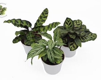 Three Calathea Classics 4'' growers pots Cherry Picked, Grower’s Choice from Tropical Ambiance