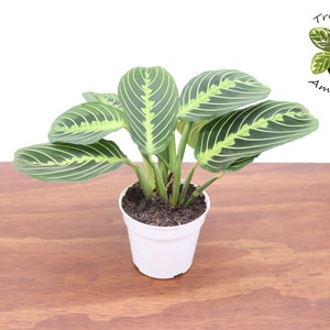Neon Prayer Plant - Etsy