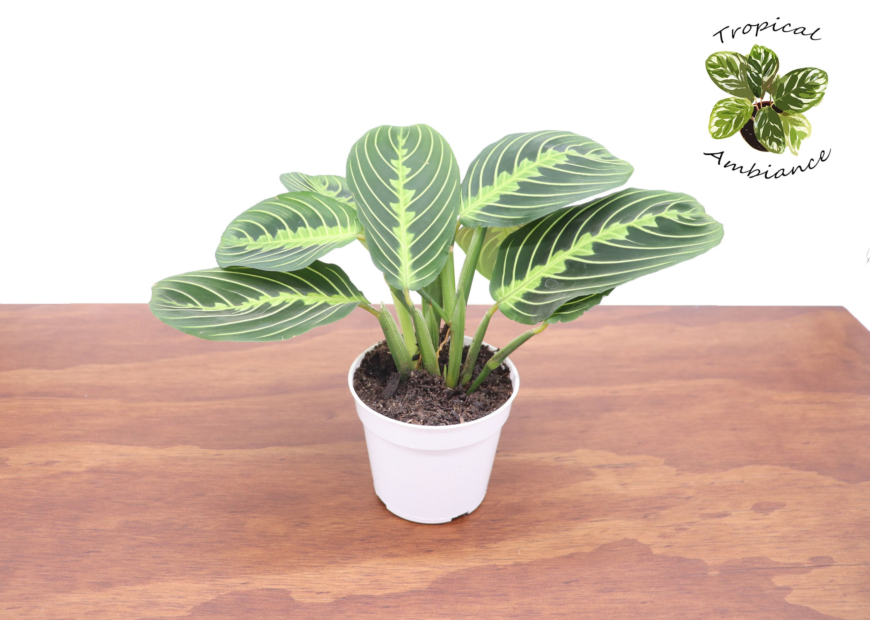 Green Lemon Lime Maranta Prayer Plant - 4" from Tropical Ambiance