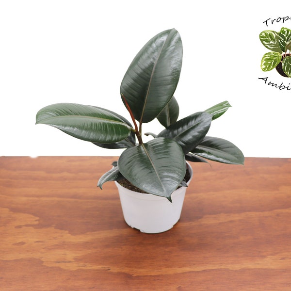 Burgundy Ficus Rubber Tree - 6’’  from Tropical Ambiance