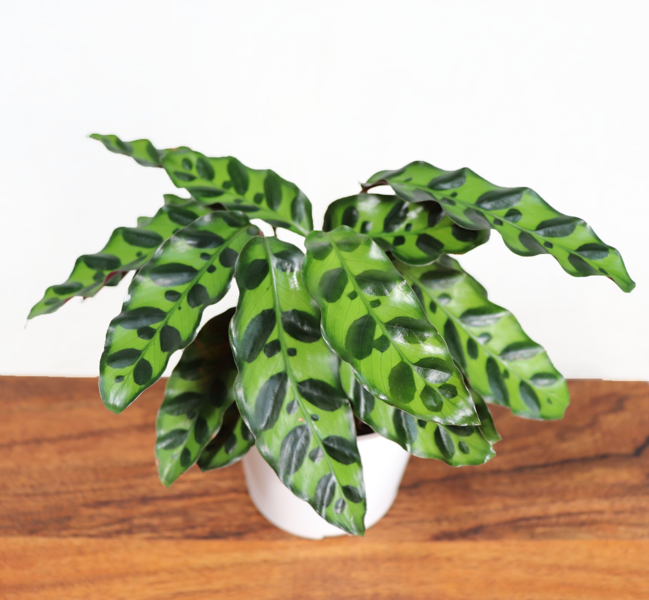 Calathea Rattlesnake Lancifolia - 4'' from Tropical Ambiance