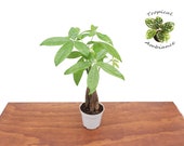 Pachira Aquatica Money Tree - 4 39 39 from Tropical Ambiance