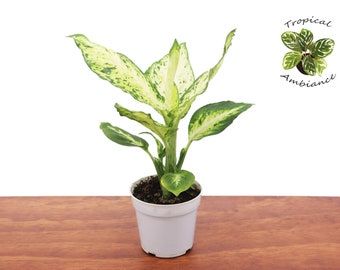camouflage dieffenbachia Dieffenbachia 'Camouflage'