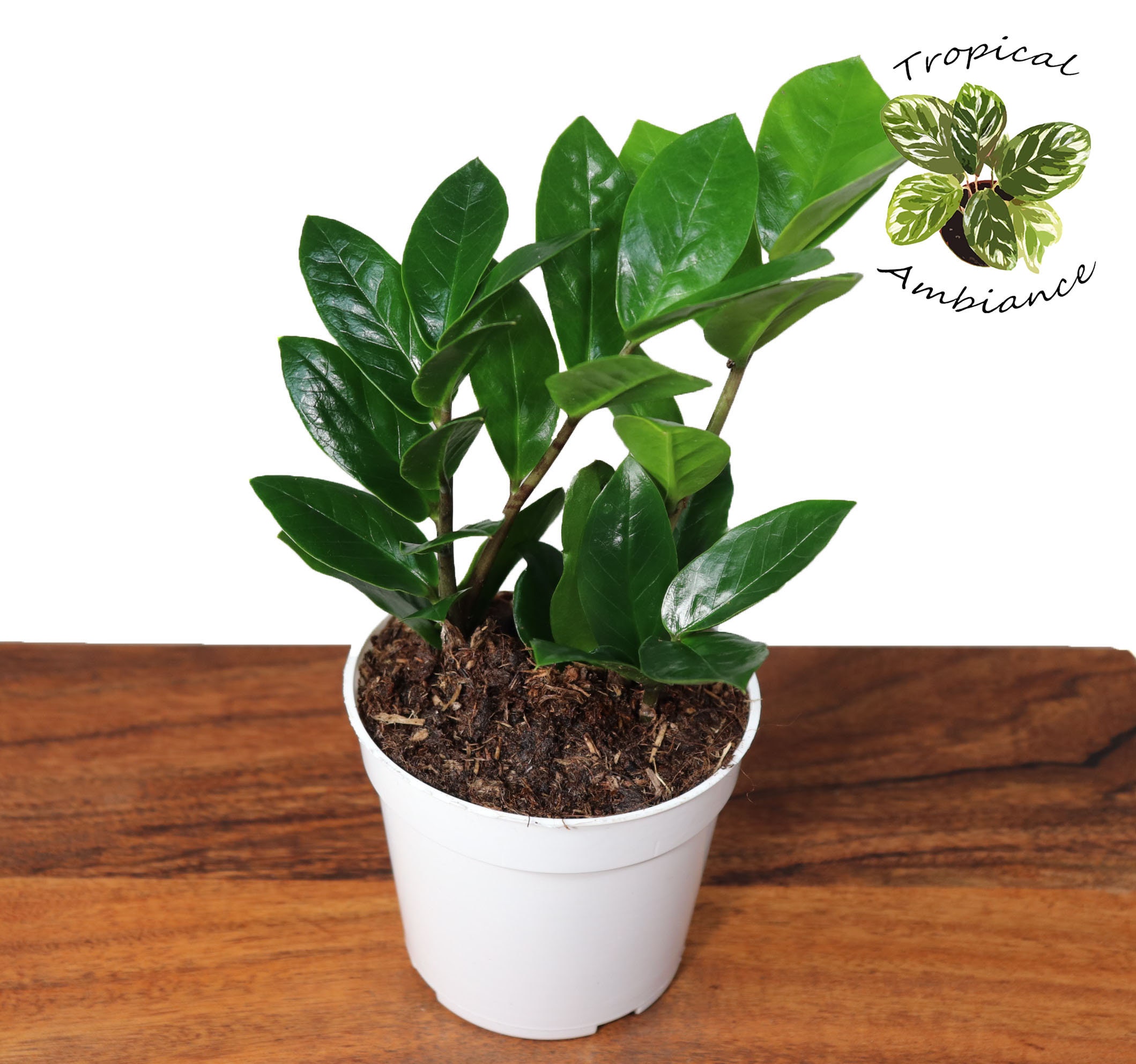 Zamioculcas Zamiifolia (ZZ Plant) 4 Inch Plant - Etsy