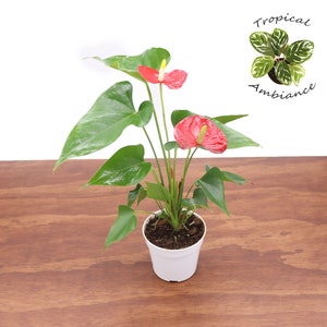 Red Anthurium  - 4&quot; from Tropical Ambiance
