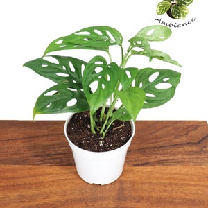 May include: A green Monstera adansonii plant with large, perforated leaves in a white pot. The plant is sitting on a wooden surface.