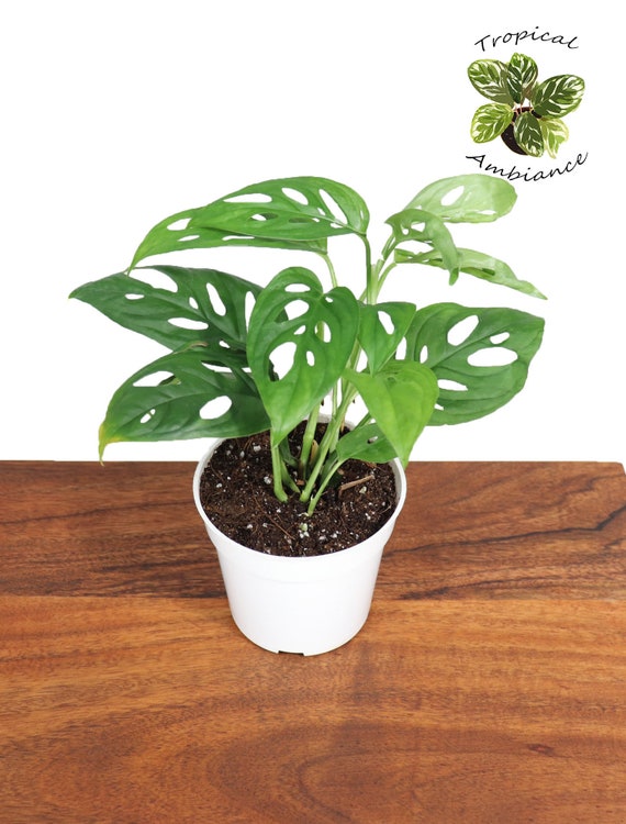 monstera karwinskii Monstera Adansonii Swiss Cheese Vining Climbing in Trellis