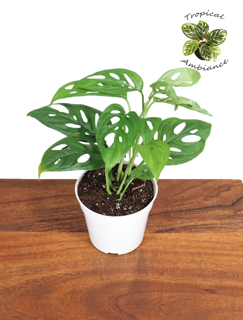 May include: A green Monstera adansonii plant with large, perforated leaves in a white pot. The plant is sitting on a wooden surface.