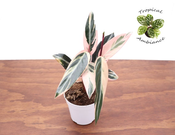 Calathea Triostar - 4" from Tropical Ambiance