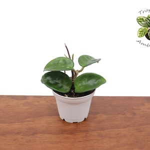 Hoya Krinkle wax plant -2.5&quot; from Tropical Ambiance