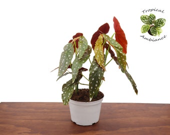Begonia Maculata  -6'' from Tropical Ambiance