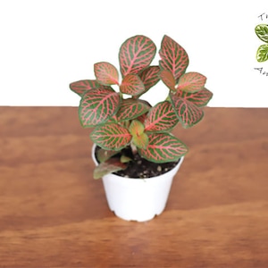 Red Nerve Fittonia - 2.5&quot;  from Tropical Ambiance
