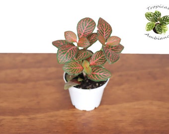 Red Nerve Fittonia - 2.5"  from Tropical Ambiance