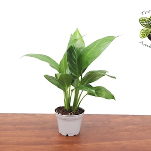 Spathifilium Peace Lily- 2&#39;&#39; from Tropical Ambiance