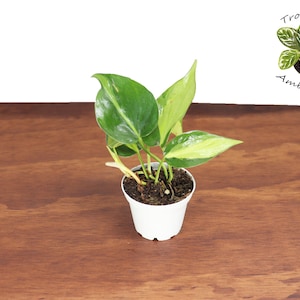Philodendron Brasil - 2&quot; from Tropical Ambiance
