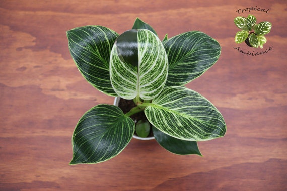 Philodendron Birkin Variegated -4" from Tropical Ambiance