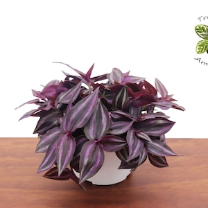 Dark Desire Wandering Jew (Tradescantia) -6" from Tropical Ambiance
