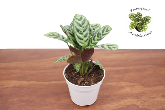 dracaena sanderiana Lucky Bamboo I Dracaena sanderiana I Order Online – The Australian Plant  Shop