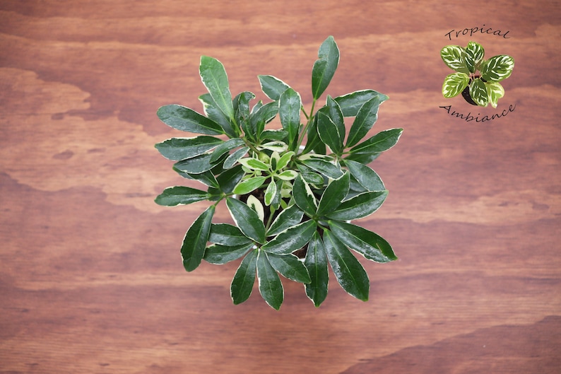 Tropical Ambiance Schefflera Arboricola Umbrella Plant - Thumbnail 2