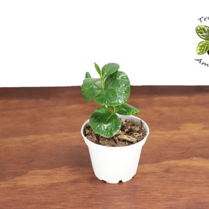 Arabica Coffee Plant -2 &#39;&#39; from Tropical Ambiance