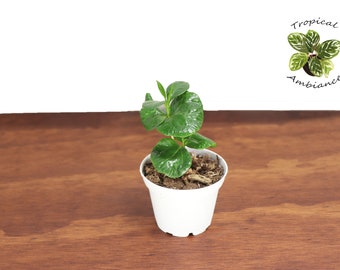 Arabica Coffee Plant -2 '' from Tropical Ambiance