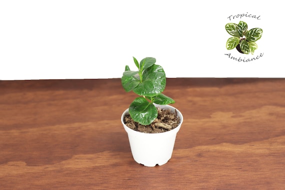 Arabica Coffee Plant -2 '' from Tropical Ambiance