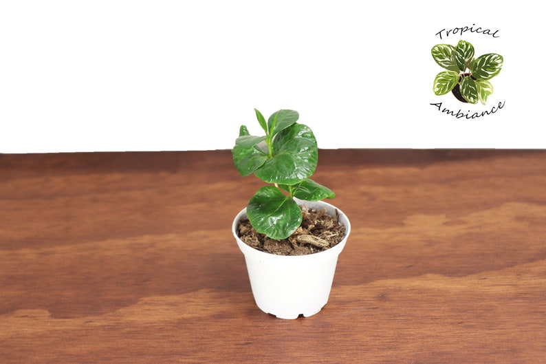 May include: A small green plant with dark green leaves in a white pot. The plant is sitting on a wooden surface. The text "Tropical Ambiance" is written in black on a white background above the plant.
