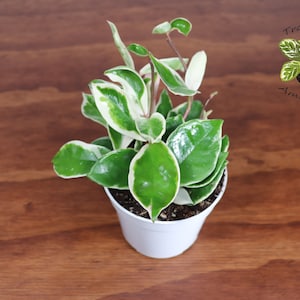 Hoya Tricolor - 4&#39;&#39; from Tropical Ambiance