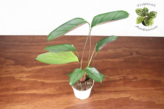 calathea tiffany Calathea 'Ornata' Pink Pinstripe Plant