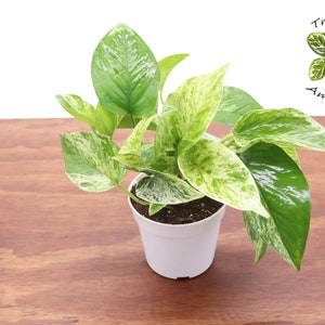 Marble Queen Pothos - 4&quot;  from Tropical Ambiance