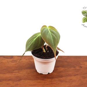 Philodendron Micans 2" from  Tropical Ambiance