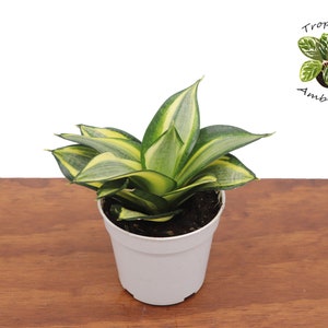 Sol Radiante Sansevieria- 4&#39;&#39; Tropical Ambiance