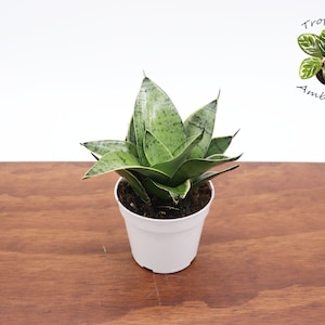 Sansevieria Starlight  - 4'' from Tropical Ambiance