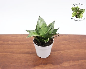 Sansevieria Starlight  - 4'' from Tropical Ambiance