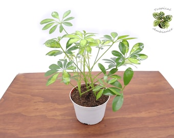 Schefflera Arboricola 'Gold Capella' - 6''  from Tropical Ambiance