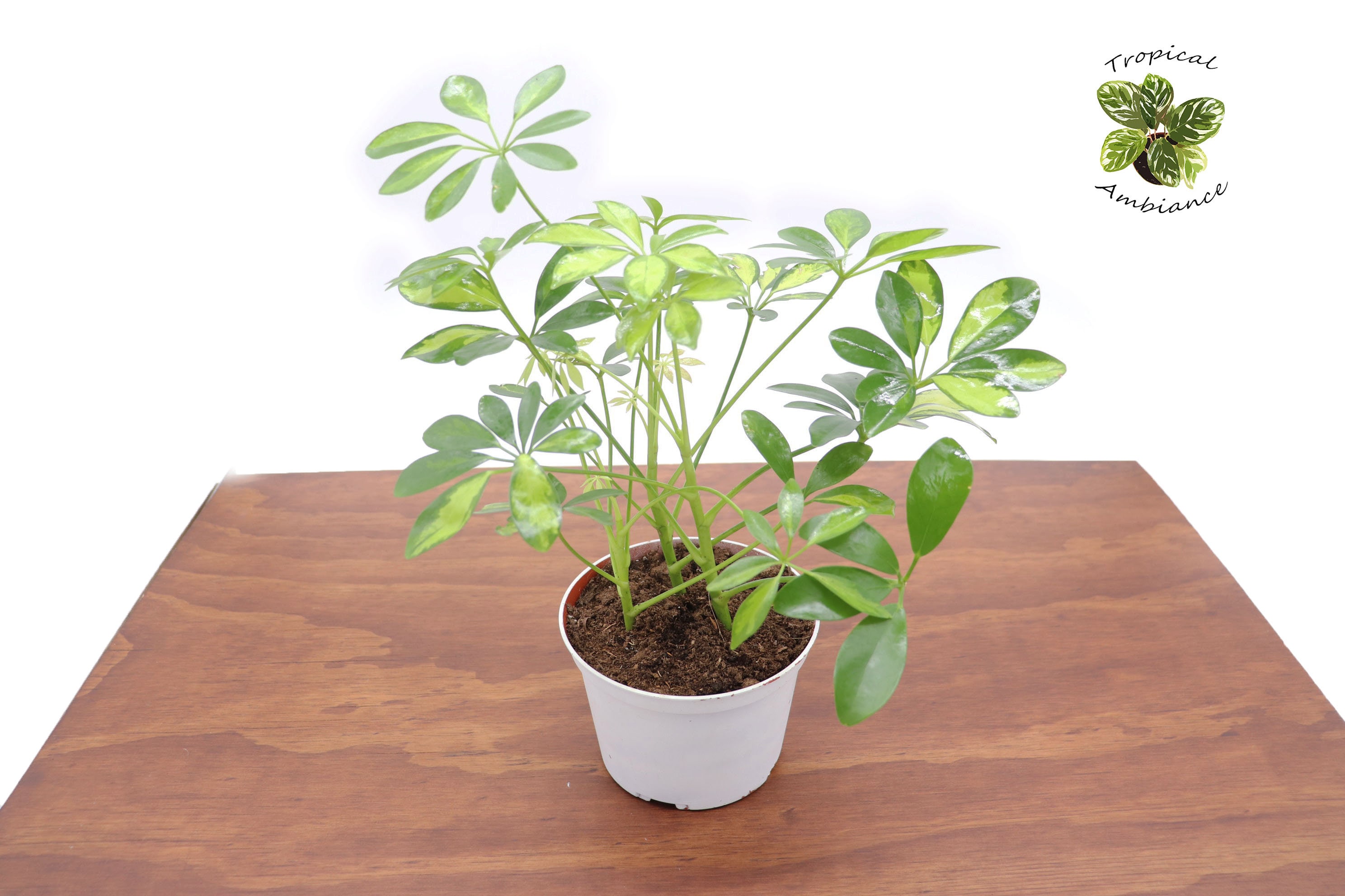 売れ筋がひ新作！ Schefflera Nova - Etsy シェフレラ・ カポック
