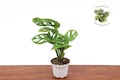 Monstera Adansonii - 2.5" from  Tropical Ambiance