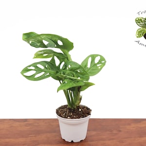 Monstera Adansonii - 2.5&quot; from  Tropical Ambiance