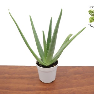 Aloe Vera (Medicinal grade) -4&quot; from Tropical Ambiance