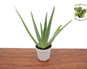 verschiedene aloe vera pflanzen Tipps zur Pflege deiner Pflanze : Aloe Vera  PflanzenFuerAlle