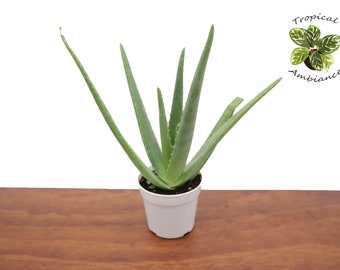 Aloe Vera (Medicinal grade) -4" from Tropical Ambiance